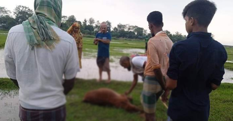 কলাপাড়ায় বজ্রপাতে প্রাণ গেলো ৪ গরুর