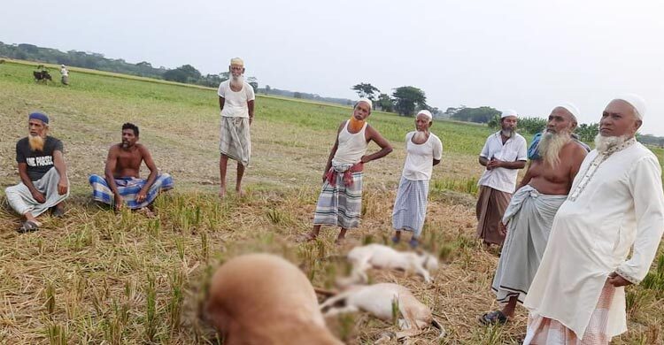 গভীর রাতে বজ্রপাত, মারা গেলো কৃষকের তিন গরু