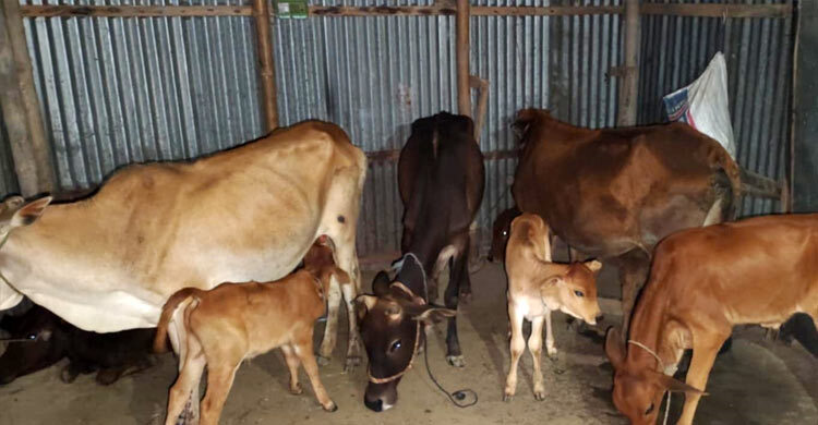 বিএনপি নেতার বাড়িতে মিললো লুটের ১৯ গরু