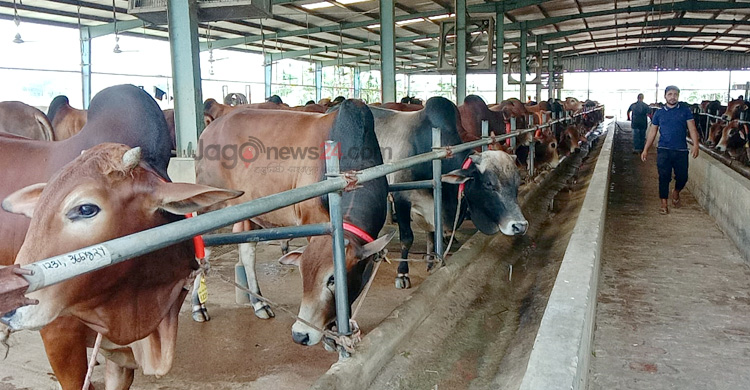 কেজিদরে বিক্রি হচ্ছে কোরবানির গরু, মিলছে অনলাইনেও