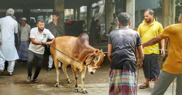 গরুর লাথি-গুতা ও ধারালো অস্ত্রের আঘাতে আহত ১২০