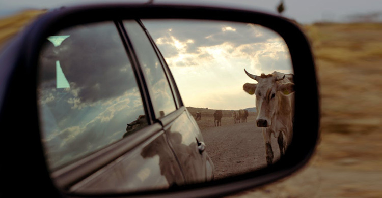 ‘পুষ্পা স্টাইলে’ পাচার হচ্ছিল গরু, অবশেষে ধরা