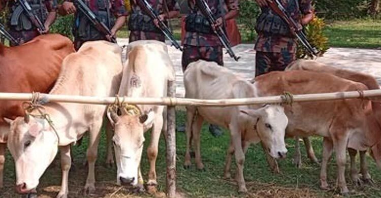 সুনামগঞ্জ সীমান্ত থেকে ১৪ ভারতীয় গরু উদ্ধার করেছে বিজিবি