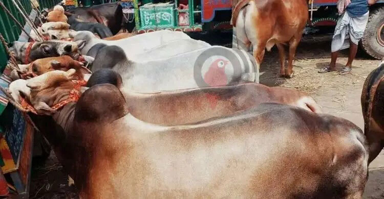 গবাদিপশুর অ্যানথ্রাক্স যখন মানবদেহে, করণীয় কী?