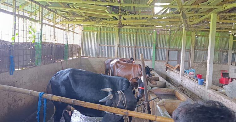 বন্দুক ঠেকিয়ে এতিমখানার ১২ গরু লুট