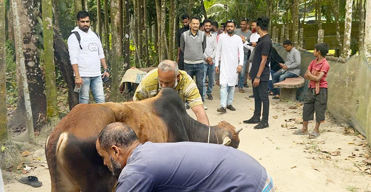 খালেদা জিয়ার সুস্থতা কামনায় বিএনপি নেতার গরু সদকা