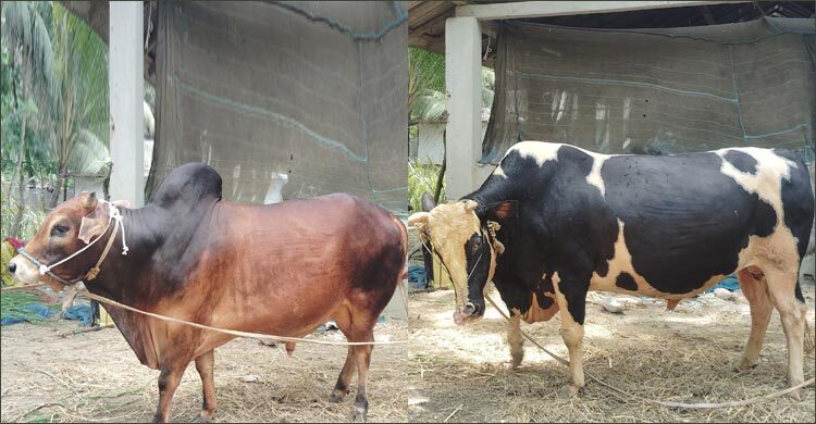 ১৮ মণের ‘ভয়ংকর’ ও ১৭ মণের ‘বাদশা বাবু’র দাম ১৬ লাখ