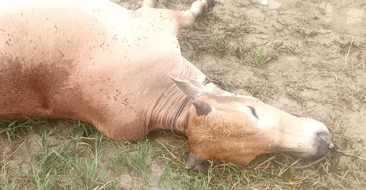 বজ্রপাতে মারা গেল কোরবানিতে বিক্রির জন্য প্রস্তুত করা গরু