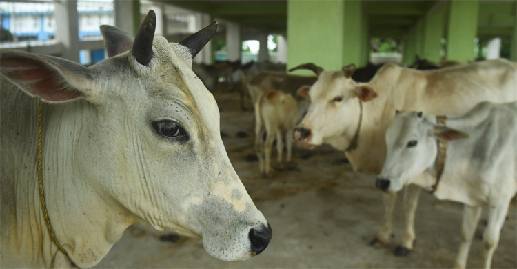 কলকাতায় এবার বসেনি সবচেয়ে বড় গরুর হাট