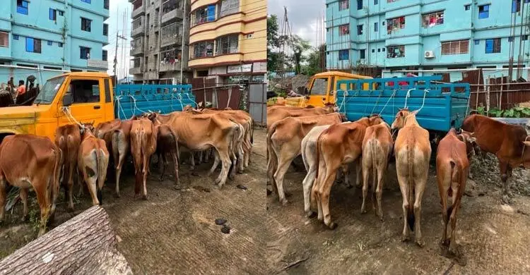 মিরসরাই সীমান্তে ১৯ ভারতীয় গরুসহ আটক ৪ চোরাকারবারি