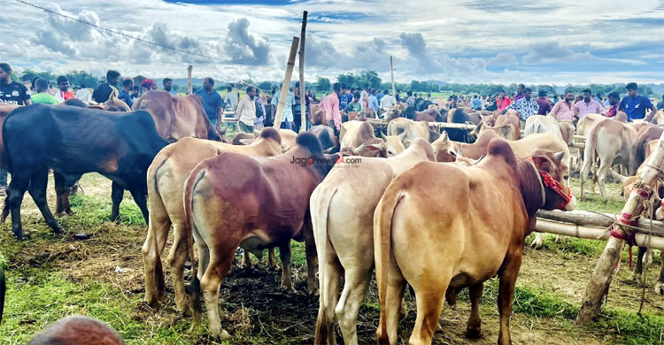 রাঙ্গামাটিতে গরুর ক্রেতা-দাম দুটোই কম