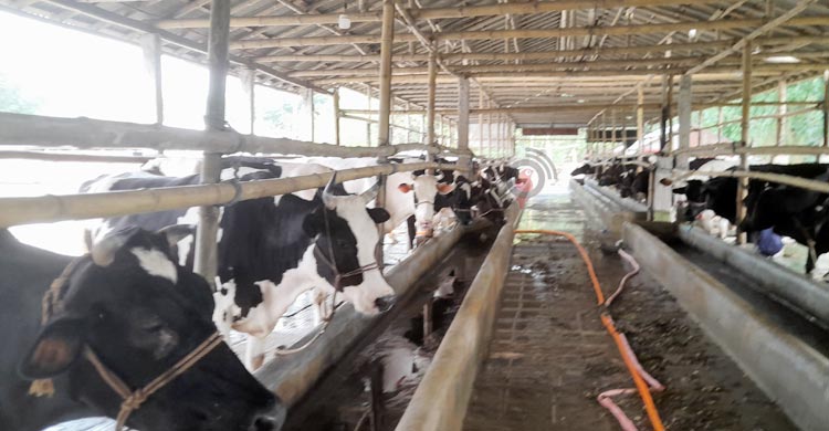 এক গরু থেকে শত গরুর মালিক আমিরুল