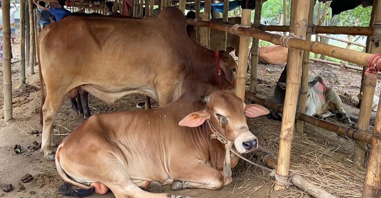 চাঁপাইনবাবগঞ্জে ক্রেতা কম, গরু বিক্রি নিয়ে শঙ্কায় খামারিরা