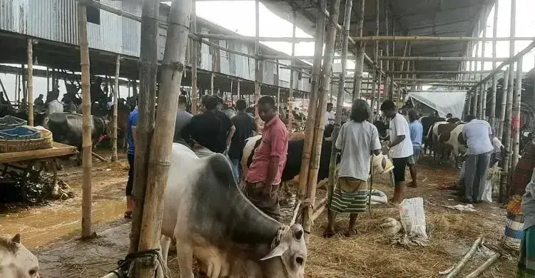 পরিবহন খরচে বাড়তি চাপ, ঢাকার হাটে আসা নিয়ে শঙ্কায় খামারিরা 