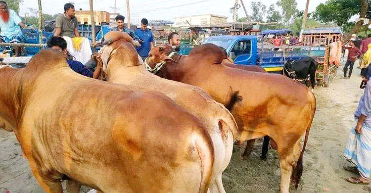 চাহিদার চেয়ে ৪৫ হাজার পশু বেশি, হাটে ক্রেতা খরা
