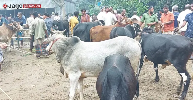 সীমান্তে কড়াকড়ি, হাটে নেই ভারতীয় গরু