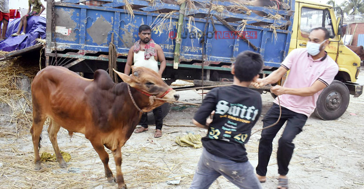 ‘মানুষ আসতেছে ও গরুর গায়ে হাত দিয়া দেখতেছে, কিন্তু কিনতেছে না’