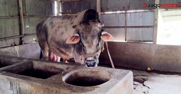 আশানুরূপ দাম মেলেনি, ‘জায়েদ খান’-কে নিজেই কোরবানি দেবেন মালিক