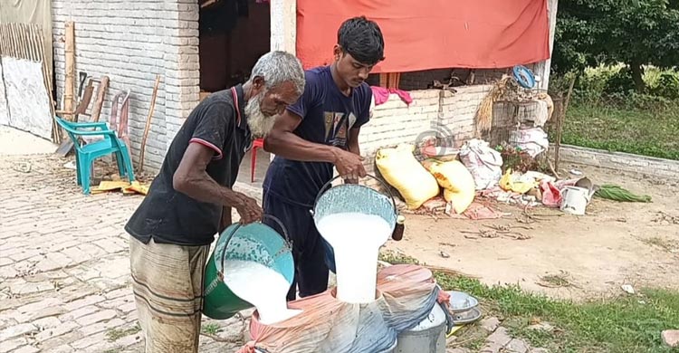 এক গরু থেকে শত গরুর মালিক আমিরুল