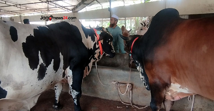 ৮ গরুতে শুরু, এখন সফল খামারি জামাই-শ্বশুর