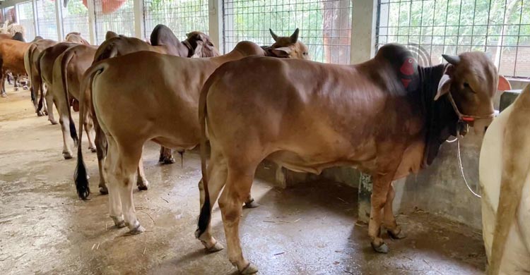 চাঁপাইনবাবগঞ্জে ক্রেতা কম, গরু বিক্রি নিয়ে শঙ্কায় খামারিরা