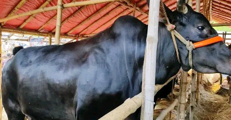 চাহিদার চেয়ে ৪৫ হাজার পশু বেশি, হাটে ক্রেতা খরা