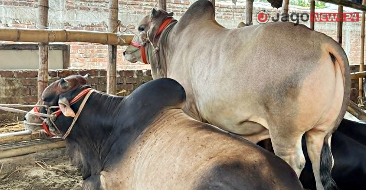 চট্টগ্রামের কোরবানি
