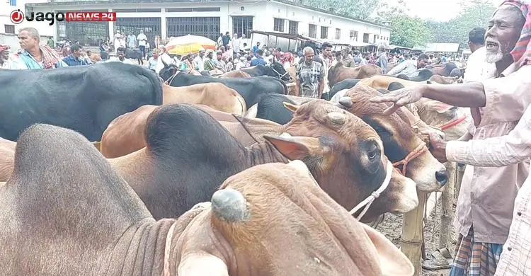 সীমান্তে কড়াকড়ি, হাটে নেই ভারতীয় গরু