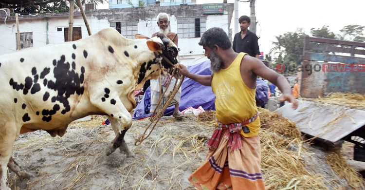 ‘মানুষ আসতেছে ও গরুর গায়ে হাত দিয়া দেখতেছে, কিন্তু কিনতেছে না’