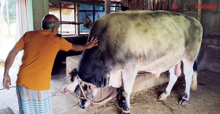 আশানুরূপ দাম মেলেনি, ‘জায়েদ খান’-কে নিজেই কোরবানি দেবেন মালিক