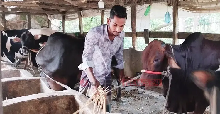 দেশি গরু পালনে বেশি লাভবান ঝালকাঠির খামারিরা