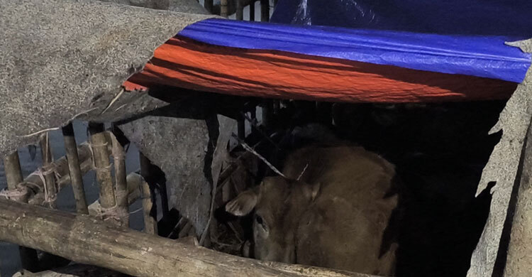 কনকনে শীতে ২৪ গরুর সঙ্গে এ কেমন নিষ্ঠুরতা ওসির!