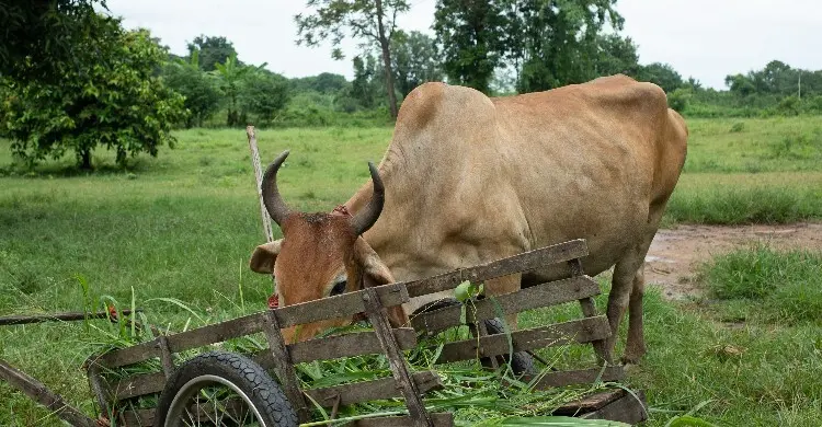 মাংস বিক্রির গরুতে শরিক হয়ে আকিকা করা যাবে?
