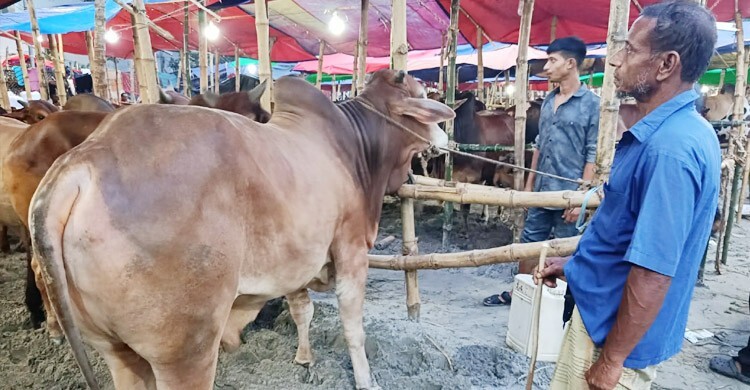 কোরবানির হাটে দেশি গরু চেনার উপায়