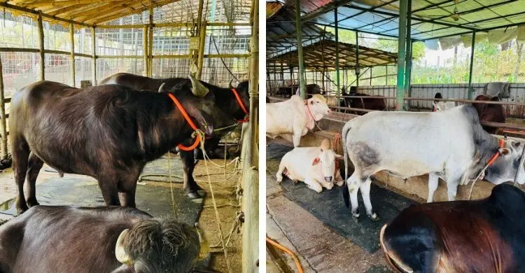পাঁচটি গরু দিয়ে শুরু, এক যুগে তিনি ৫০০ পশুর বিশাল খামারের মালিক