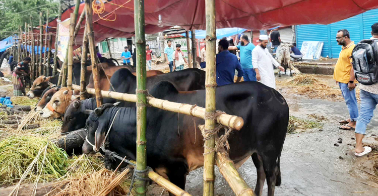 জমে উঠেছে শনির আখড়া-রায়েরবাগ কোরবানির পশুর হাট