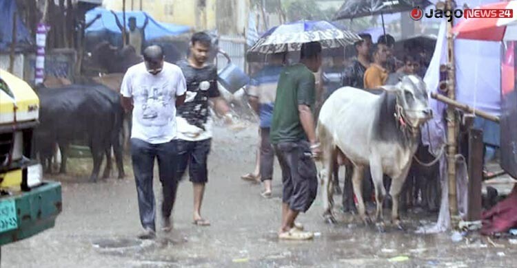 ঢাকায় কোরবানির গরু আনতে ৬-৮ হাজার টাকা বাড়তি গুনতে হচ্ছে