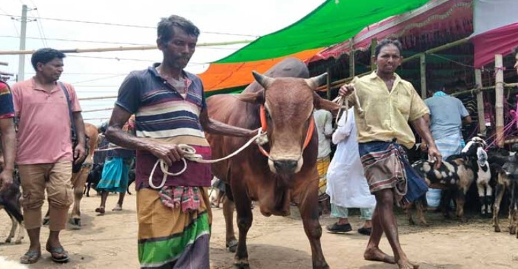 গাবতলী পশুর হাটে এখনো জমেনি বেচাকেনা