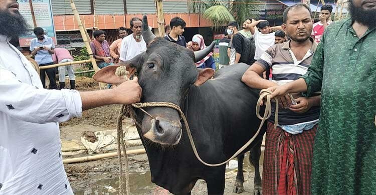 ‘বাড়ি থেকে বউ ফোন দিচ্ছে গরু নিয়ে ফিরে আসো’
