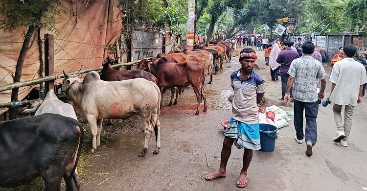 পশুর হাটে ক্রেতা কম, দাম ছাড়ছেন না বিক্রেতারা