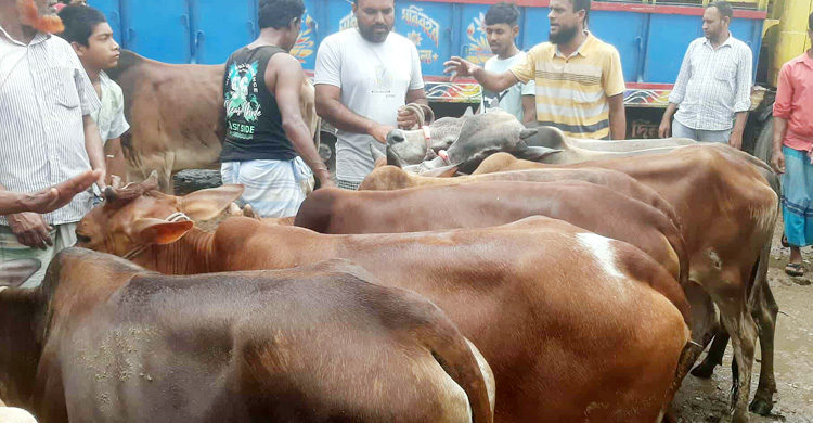 জমজমাট কোরবানির পশুর হাট, দামে খুশি ক্রেতারা