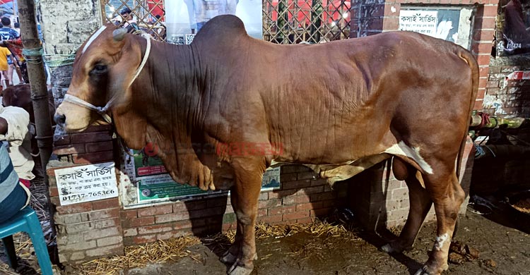 পশুর হাটে ক্রেতা কম, দাম ছাড়ছেন না বিক্রেতারা