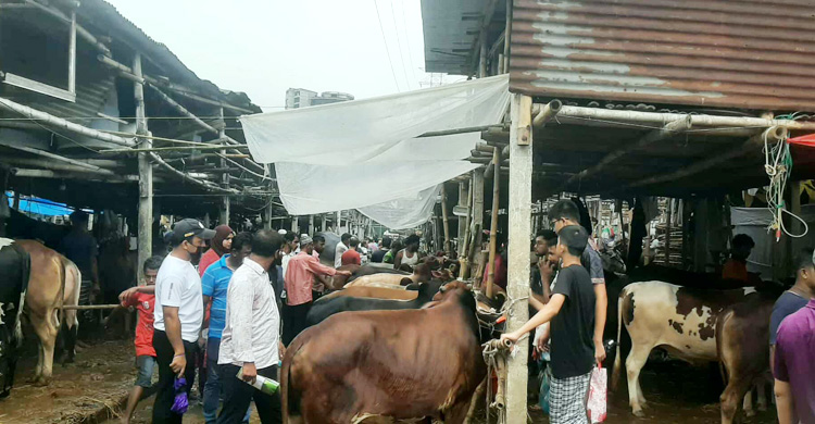 জমজমাট কোরবানির পশুর হাট, দামে খুশি ক্রেতারা
