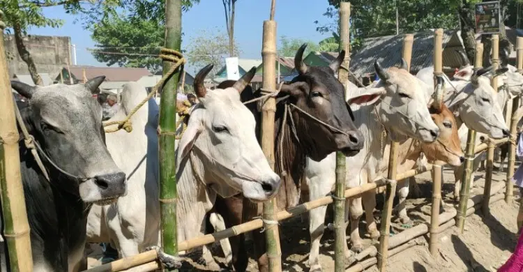 কোরবানির শরিক বিজোড় সংখ্যক হওয়া কি জরুরি?