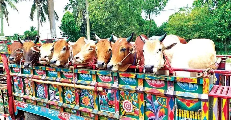 কোন হাটে যাবে কোরবানির পশু, ট্রাকে লিখতে হবে নাম-ঠিকানা