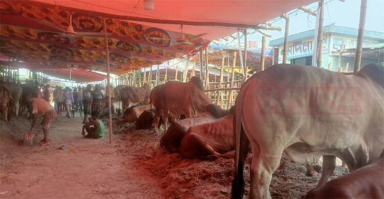 ৪ মণের গরু হাঁকা হচ্ছে ১ লাখ ৪০ হাজার টাকা, শুরু হয়নি বেচাকেনা