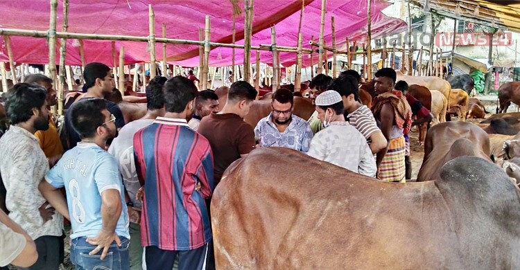 রাজধানীতে জমে উঠছে বেচাকেনা, মাঝারি গরুর চাহিদা বেশি