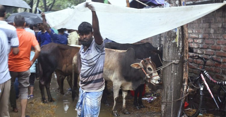 এবার গরু কিনতে গুনতে হচ্ছে ২০-৩০ শতাংশ বাড়তি টাকা