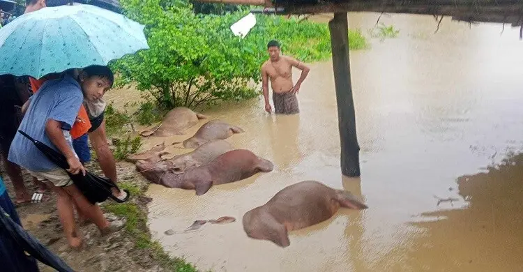 রাঙ্গামাটিতে পাহাড়ি ঢলে ভেসে গেলো ৮ গরু