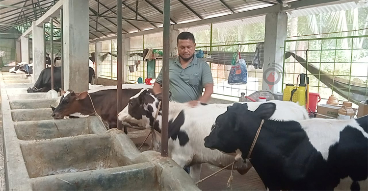 দিনে শতাধিক লিটার দুধ পান ২২ গরুর মালিক